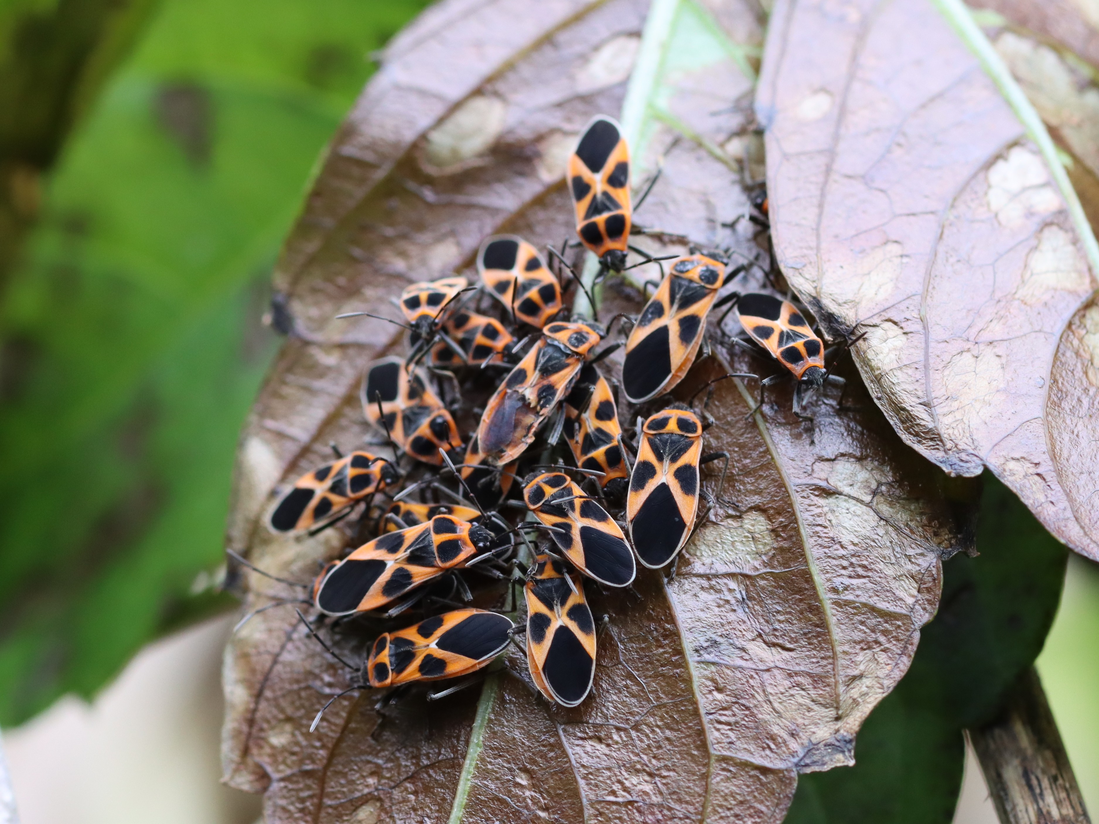 ベンチ上のヒメジュウジナガカメムシ